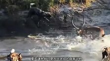 鬣狗群攻羚羊，羚羊被残忍分尸，就连怀孕的斑马也难逃一死