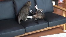 好奶萌的猫咪啊，这个躺着的姿势，好好玩呀！