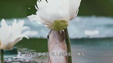这鱼要“成精”！天天盯着荷花啃，这是要遁入空门？