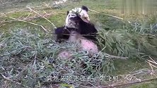 熊猫正吃着竹子，突然头顶飞过去一架飞机，下一秒笑爆了