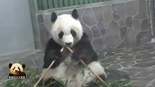 治愈系熊猫旦旦又来圈粉了：看我的样子可爱不？