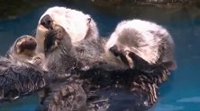 美国海獭：来，老婆，我们把手牵起来，气死这个单身狗！