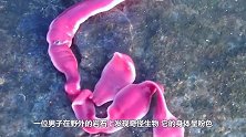 这种生物的生命力有多强？哪知一滴唾液落地，立马“遍地开花”！