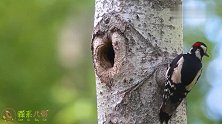 树干上的小啄木鸟开始探头接食了，鸟妈妈再忙几天，任务就完成了