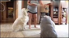 宠物猪每天跟狗狗一起生活，把自己当成一只狗狗