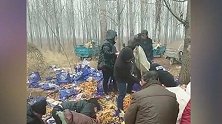 装橘子货车侧翻遭村民组团疯抢 15万元货2小时抢光