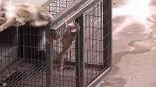 瞧，小猴一看就是喜欢运动的，爬上爬下！