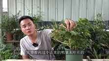 养鸭掌木要这玩意不能缺，不然叶子畸形还褶皱