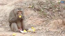 爱吃榴莲的猴子真是太逗逼了，看的都想笑