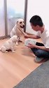 主人要打狗宝，下一秒狗妈妈的反应让人出乎意料，结果搞笑了