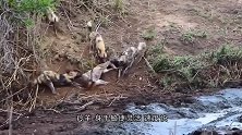落单的羚羊，被鬣狗死死咬住无法挣脱，这下羚羊可有的受了！
