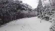 雪后爬济南转山山体公园，登山步道白雪皑皑，雪压枝头太美了