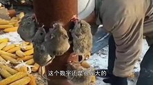 老鼠一家五口去偷玉米被农村老伯抓住，网友：这惩罚笑得我腰子疼