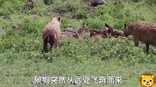 狮子吃饱了，鬣狗想吃剩的肉，狮子冲回来就不让吃，胡狼可以