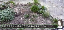 男子在后院发现一窝小野兔，呼唤了一声，小家伙们全跑出来了
