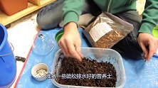 在路边采集的竹子种荚， 轻松就养成窗台上的盆栽