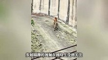 四川一动物园老虎瘦成“纸片”，已临时闭园，园方负责人回应“纸片虎”质疑