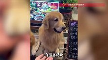 云南大理一餐厅2只网红金毛犬身亡，老板：疑似有人投毒