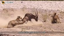 狮子坡下伏击羚羊，没想到却被羚羊撞个正着，这下精彩了