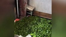浙江丽水两景区厕所便池旁铺满茶叶，当地回应：系村民在厕所晾茶