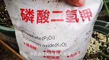 磷酸二氢钾的5个使用误区，难怪费了功夫没花苞，甚至把花养死