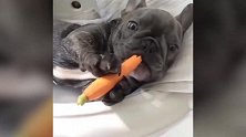 小狗也是挺爱吃萝卜的，它直接啃了起来，可别不爱吃啊！