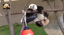 熊猫宝宝在单杠上展示自己的灵活身姿，软绵绵，萌嘟嘟，超可爱