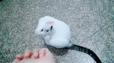 猫爸去干嘛了凌晨两点多不回家，猫妈说等猫爸回来让小咪去挠他