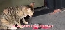 一只老鼠被猫堵在了墙角，老鼠不停的求饶，真是鼠生坎坷啊
