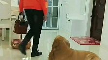 懂事的金毛给女主人买早餐，真是太懂事了