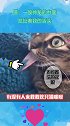 猫：一股神秘的力量，拉扯着我的舌头