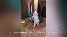 妈妈让宝宝不要在家里面乱爬，接下来发生的画面，看完不准笑