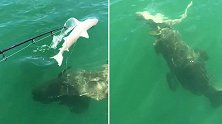 美国：鲨鱼被450斤重石斑鱼一口吞掉，渔民被惊到目瞪口呆