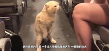 橘猫坐火车，发现座位被抢走，瞬间发飙，镜头记录搞笑过程