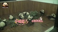 9只熊猫宝宝在一个房间卖萌，“众熊皆醒我独睡”的小可爱抢镜了