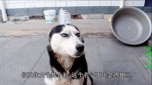 二哈表演金鸡独立顶卫生纸，小吉在旁接连叫好，可把这傻狗乐坏了