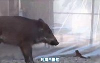 狗狗每天和猪厮混，最后连背影都一样了。