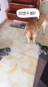 当金毛碰上两只不讲理的猫咪，看样没有猫罐头是过不去了！