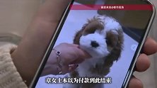 武汉一女子网购宠物陷“连环套”，3次加价到手却“货不对板”，消费者质疑买到“AI狗”
