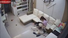 雪橇犬把小狗给压着了，通过监控回看，怎么像是故意的呢！