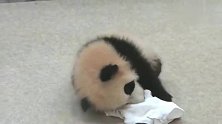 熊猫：白毛巾到底是有多大的吸引力, 小熊猫玩得不亦乐乎！