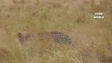 猫科动物捕猎精彩瞬间，爆发力、速度完美结合