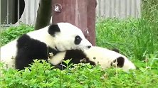 熊猫：松开松开你快松开我，我要和奶爸告状去你打我！