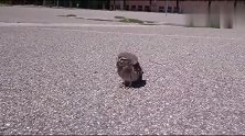 可爱的小猫头鹰独自站在马路中间，看上去好忧伤的样子！