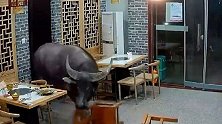 江苏泰州：祸从天降！“牛魔王”发狂冲进餐馆顶飞男子