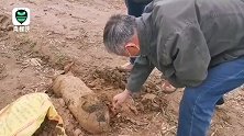 工地挖出战争时期航空炸弹 引爆后威力巨大 现场腾起黑色烟柱