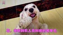 太委屈了！比熊犬在家干赖事儿，小泰迪给主人起诉却受到惩办