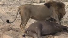 雄狮把大猎物拖回家，可把它累坏了！