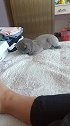 猫主人这脚几天没洗了，真臭呀！