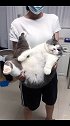 小猫咪长这么大，还要天天要抱抱！
